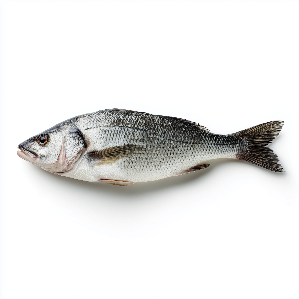 Okoń morski Wędzony